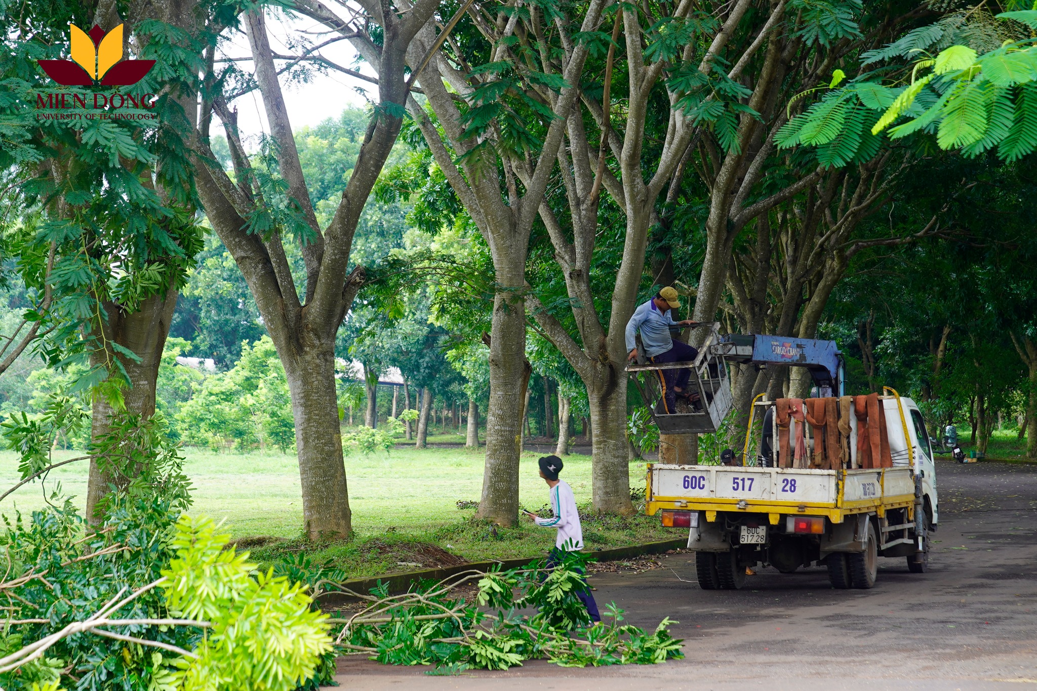 Nhân viên cây xanh của MIT Uni. đang cắt tỉa cành, hạ độ cao, chặt hạ các cây