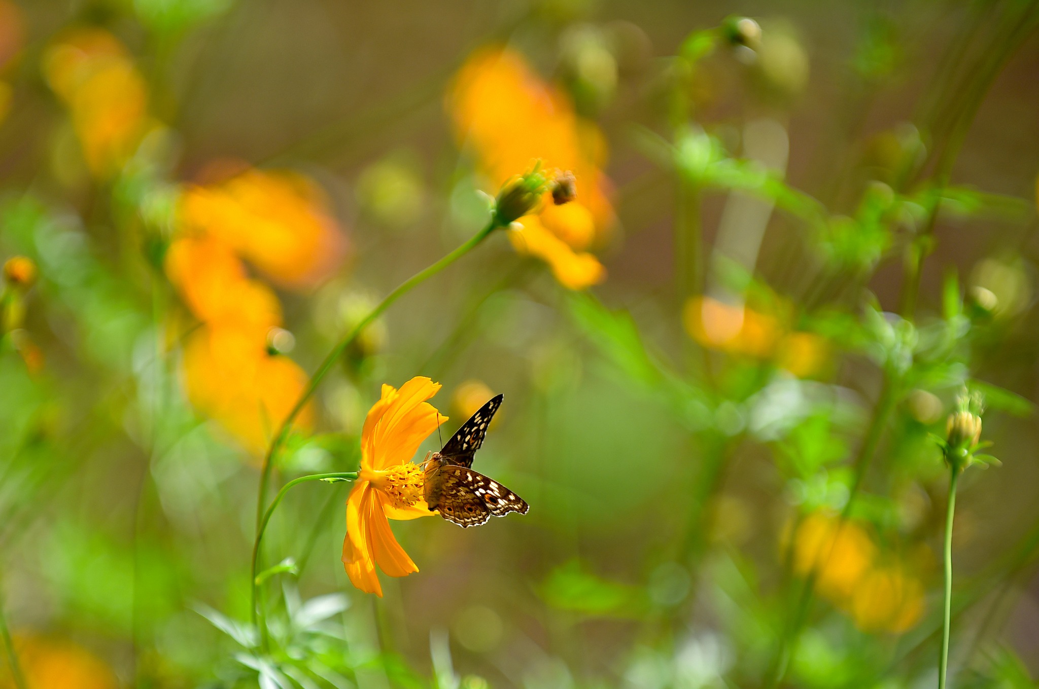 Đến MIT Uni. – Chạm vào những khoảnh xanh
