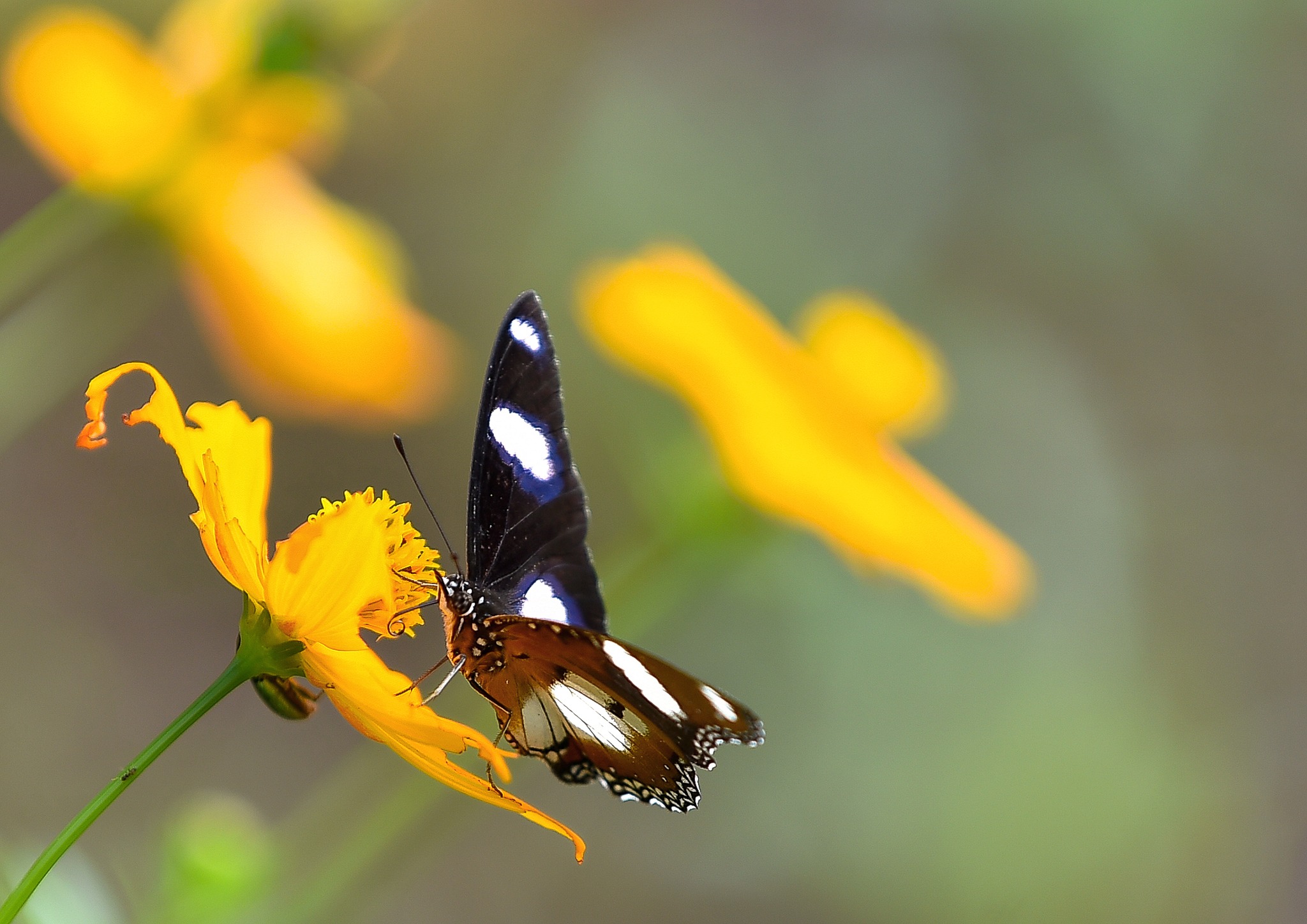 Đến MIT Uni. – Chạm vào những khoảnh xanh