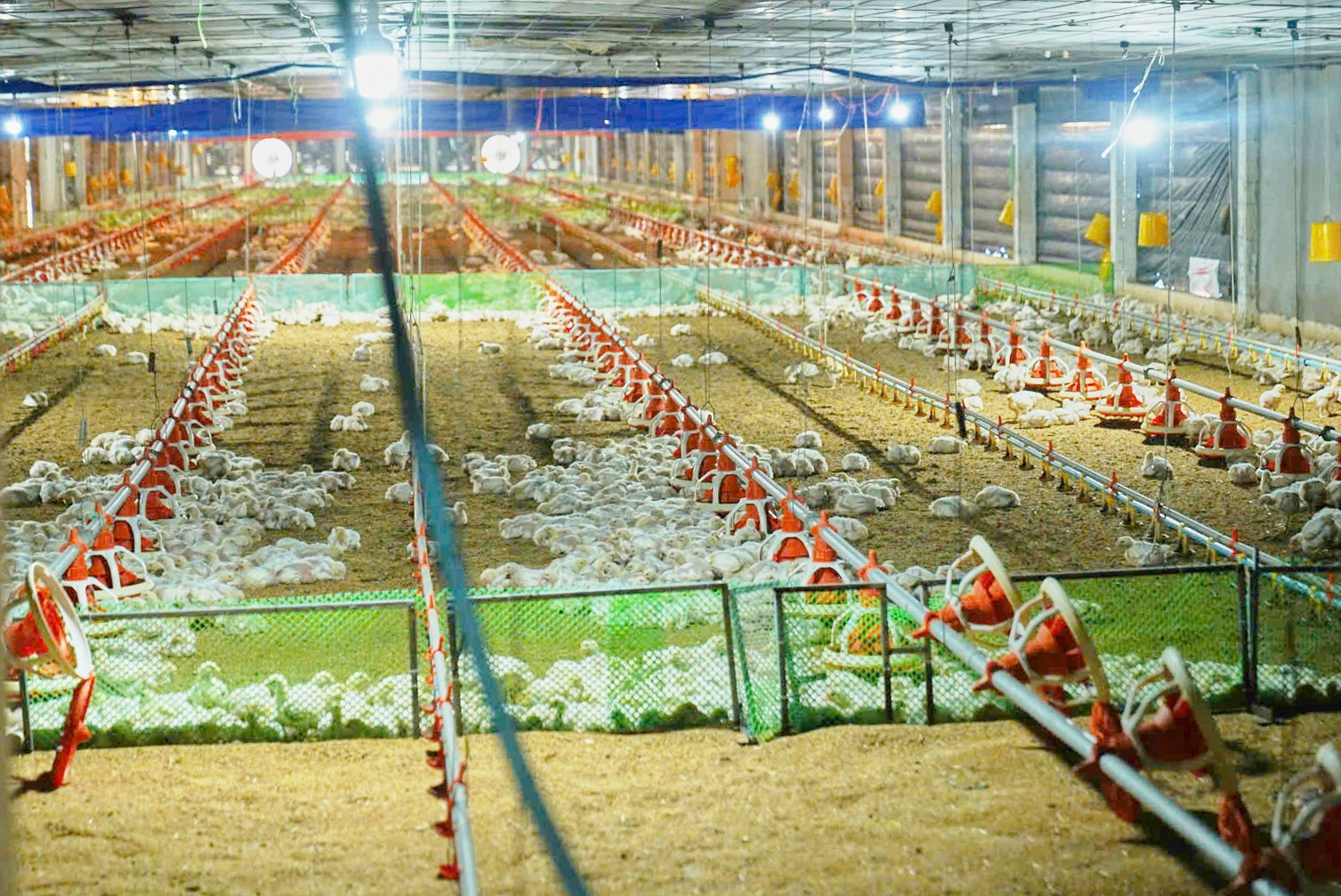 MITUni. Trải nghiệm thực tế tại trang trại chăn nuôi gà của sinh viên ngành thú y năm 2026 