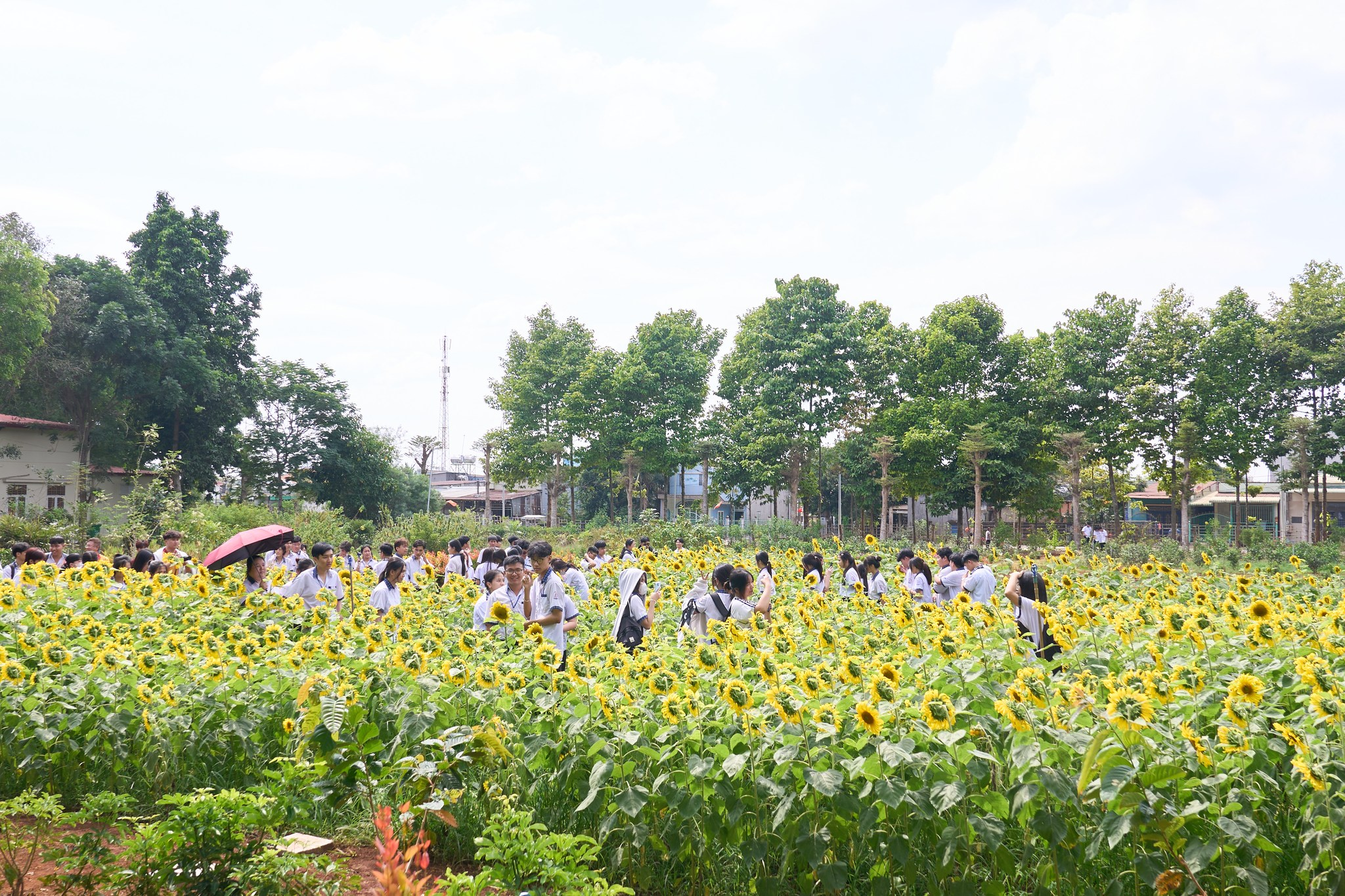  Bạn đã ghé MIT Uni. Sunflower Tour chưa? Vườn hoa hướng dương đã nở rộ rồi đấy!!